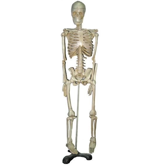 Mô hình bộ xương người MS110